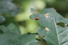 Cryptocephalus guttulatus