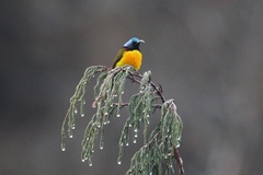 Aethopyga nipalensis