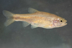 Epirus Minnow photo 2