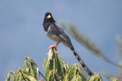 Urocissa flavirostris