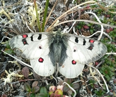 Parnassius phoebus