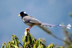 Urocissa flavirostris