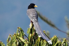 Urocissa flavirostris