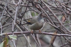 Yuhina gularis
