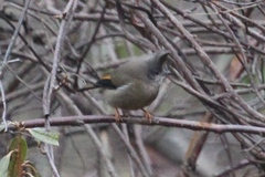 Yuhina gularis