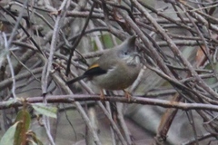 Yuhina gularis