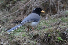 Urocissa flavirostris