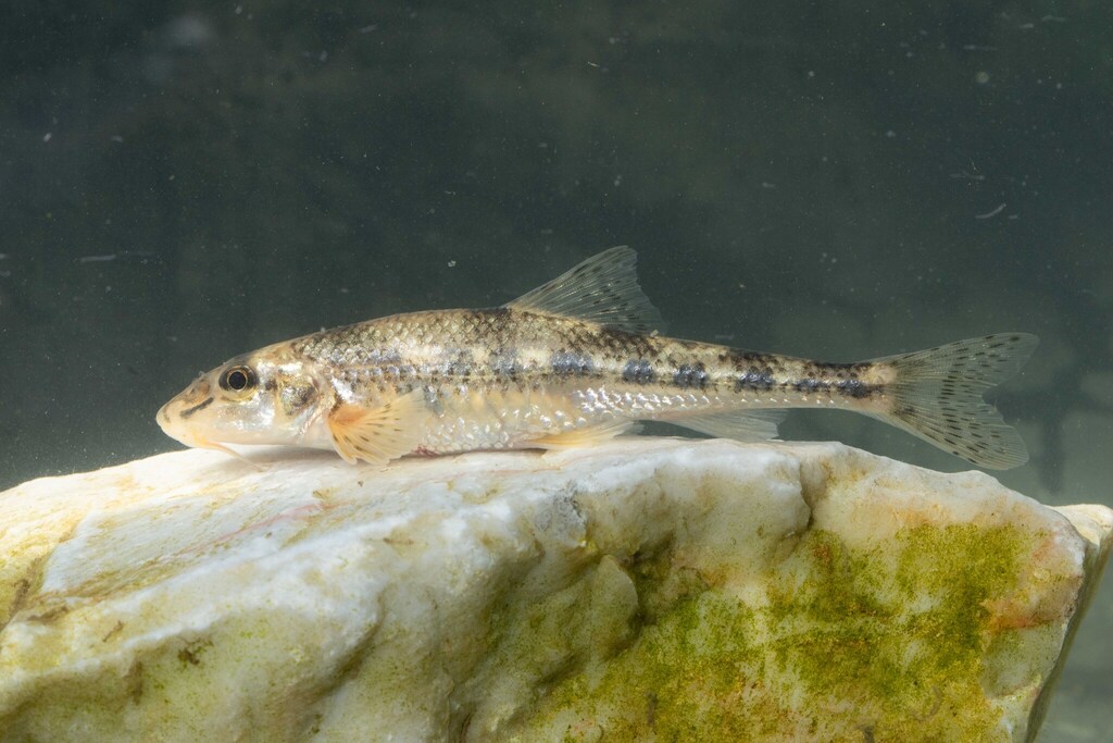Greek Stone Gudgeon