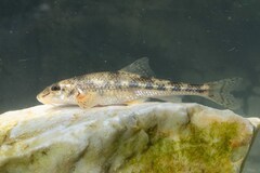 Greek Stone Gudgeon photo 1