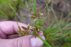 Cyperus bipartitus