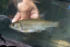 Vardar Chub photo 1