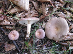 Lactarius trivialis