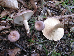 Lactarius trivialis