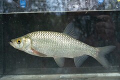 Trichonis Rudd photo 1