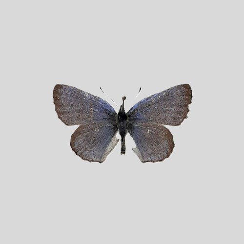 Arrowhead Blue photo 4