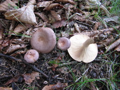 Lactarius trivialis