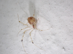 Chrysso lingchuanensis