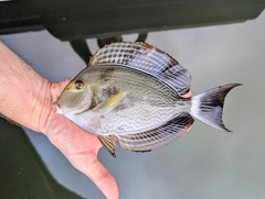 Yellowfin surgeonfish