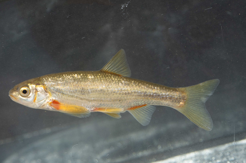 Epiros riffle dace (Telestes pleurobipunctatus) — Cyprinidae