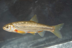 Epiros Riffle Dace photo 3