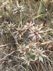 Eryngium armatum