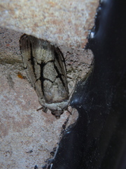 Sympistis dinalda