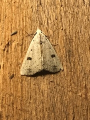 Scolecocampa