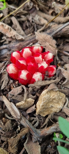 Image of Cytinus ruber by (c) Sam Amy, some rights reserved (CC BY)