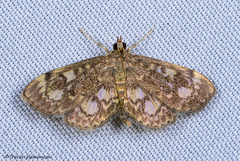 Anania plectilis