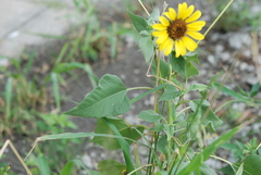 Helianthus debilis cucumerifolius