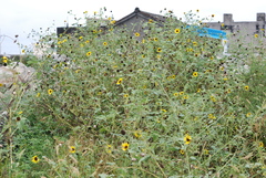 Helianthus debilis cucumerifolius