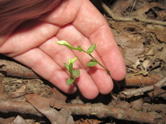 Triphora trianthophoros trianthophoros