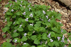 Viola × brauniae