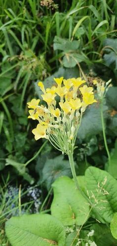 Tibetan Cowslip (Primula florindae)