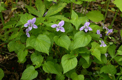 Viola × brauniae