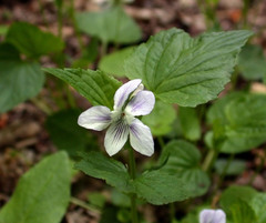 Viola × brauniae