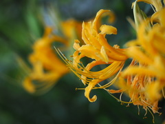 Lycoris aurea