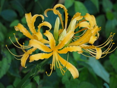 Lycoris aurea