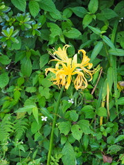 Lycoris aurea