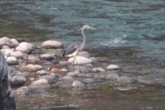 Ardea insignis