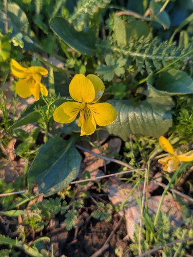 Image of Viola praemorsa by (c) Dominic Gentilcore, some rights reserved (CC BY)