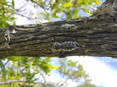 Zopherus nodulosus nodulosus
