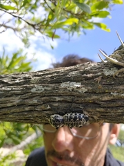 Zopherus nodulosus nodulosus