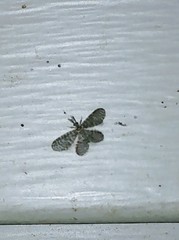 Nallachius americanus