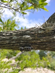 Zopherus nodulosus nodulosus