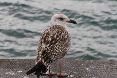 Larus marinus