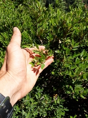 Arctostaphylos nevadensis