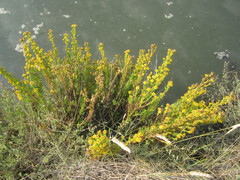 Limbarda crithmoides