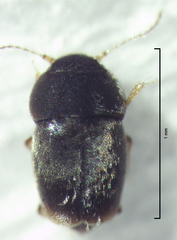 Ptiliodes amplicollis