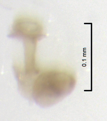 Ptiliodes amplicollis